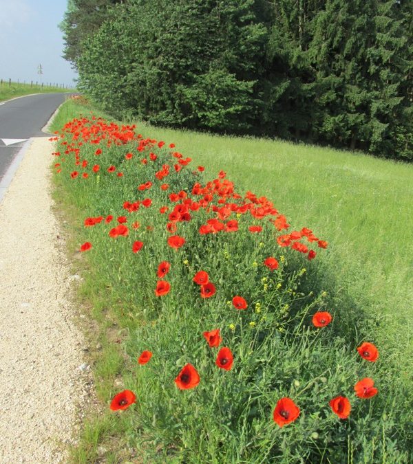 Chemin touristique du Freiwald