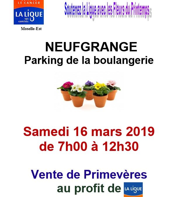 Vente de Primevères