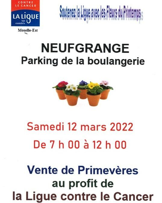 Vente de primevères